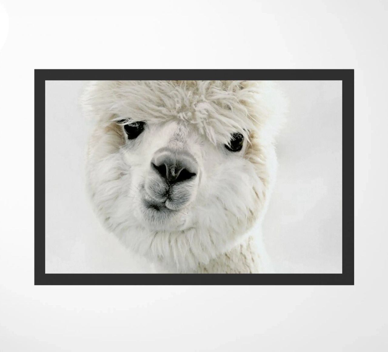 Peeky Alpaca zerbino da Monika Strigel
