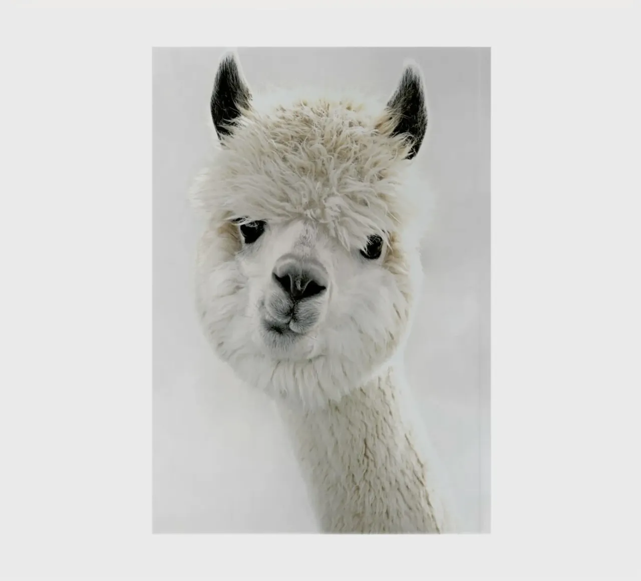 Peeky Alpaca notebook by Monika Strigel