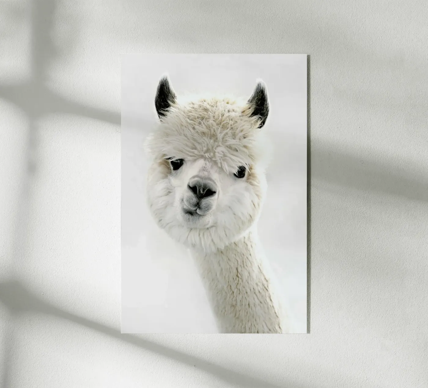 Peeky Alpaca plexiglass da Monika Strigel