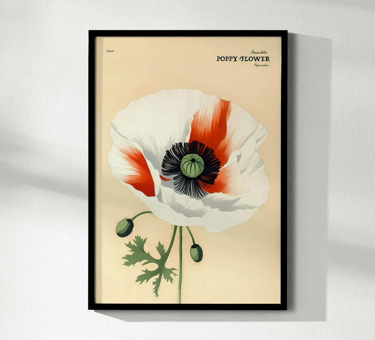 Fiore di papavero Retror carta hahnemühle da diedrich
