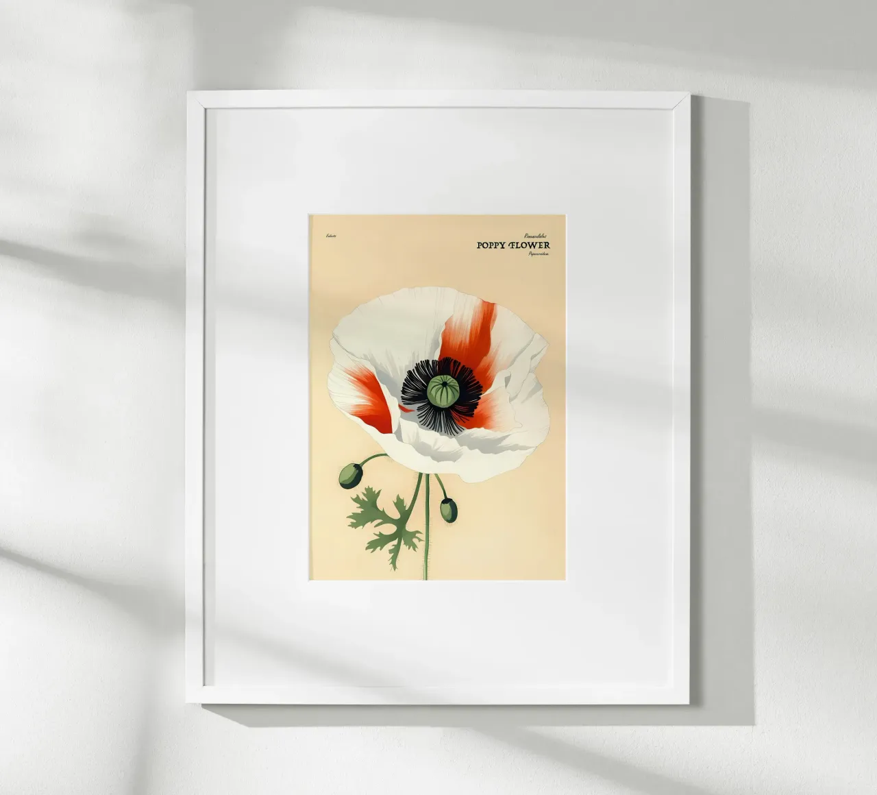 Fiore di papavero Retror carta hahnemühle da diedrich