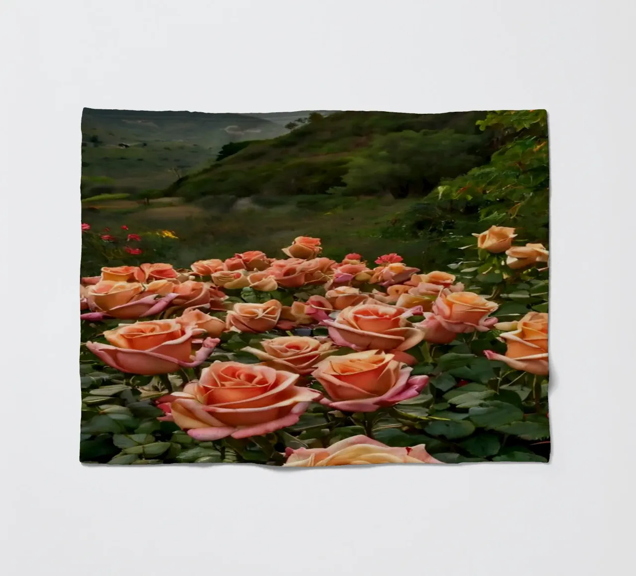 Un vivace campo di rose color pesca in fiore in una valle panoramica coperta in pile da DesignDoodle