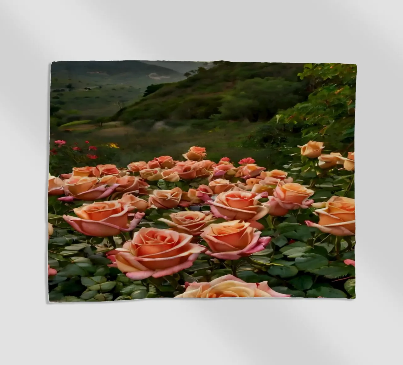 Un vivace campo di rose color pesca in fiore in una valle panoramica telo mare da DesignDoodle