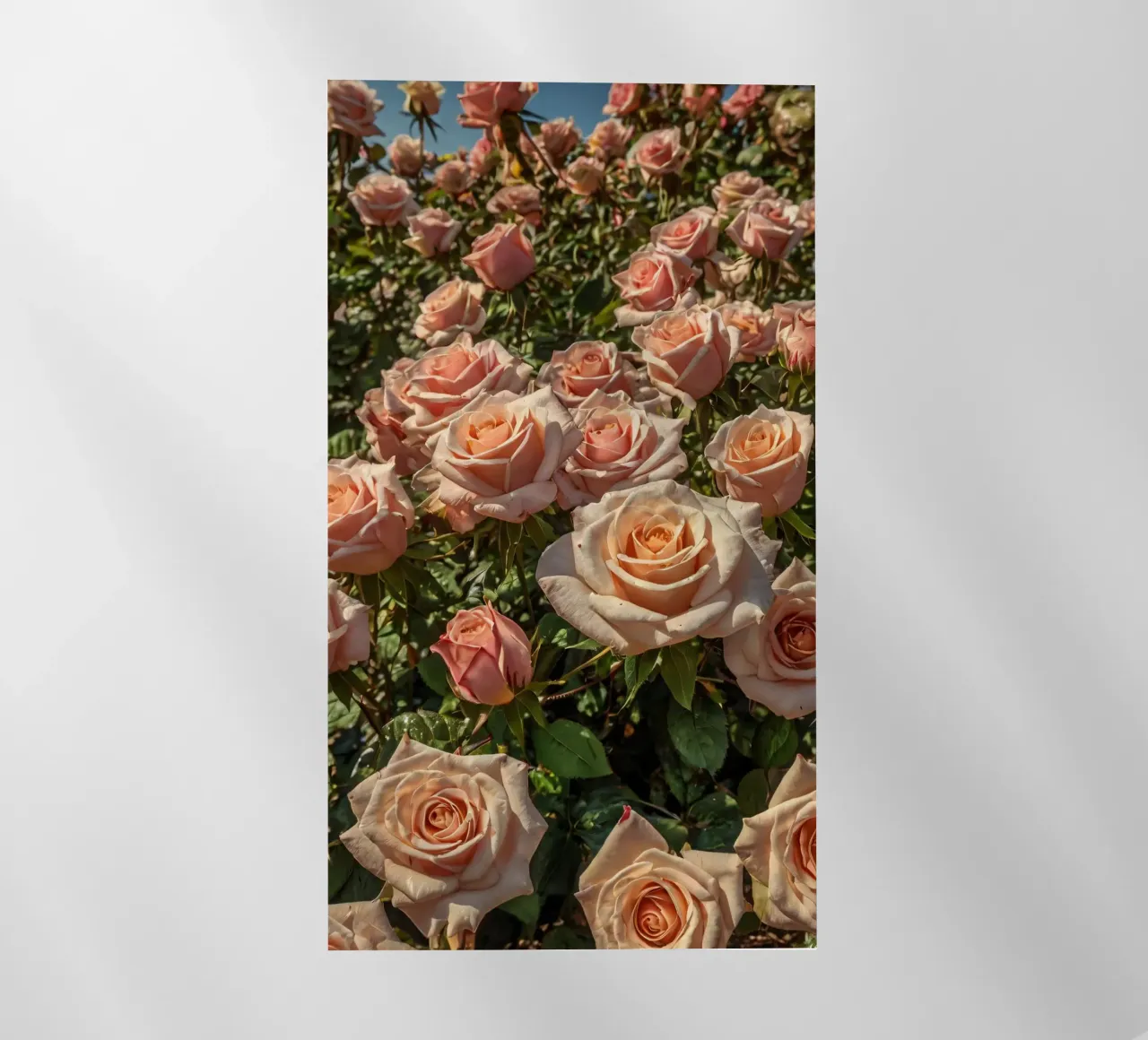 Bellissime rose di pesco in fiore in un giardino vibrante pellicola backlit da DesignDoodle