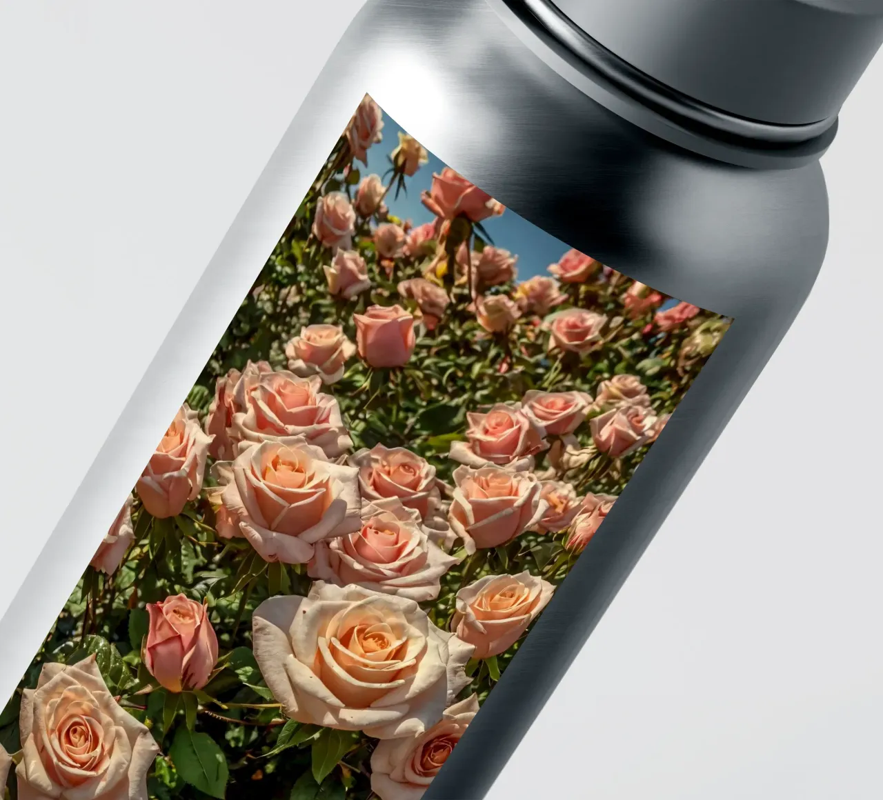 Schöne blühende Pfirsichrosen in einem lebendigen Garten Sticker von DesignDoodle