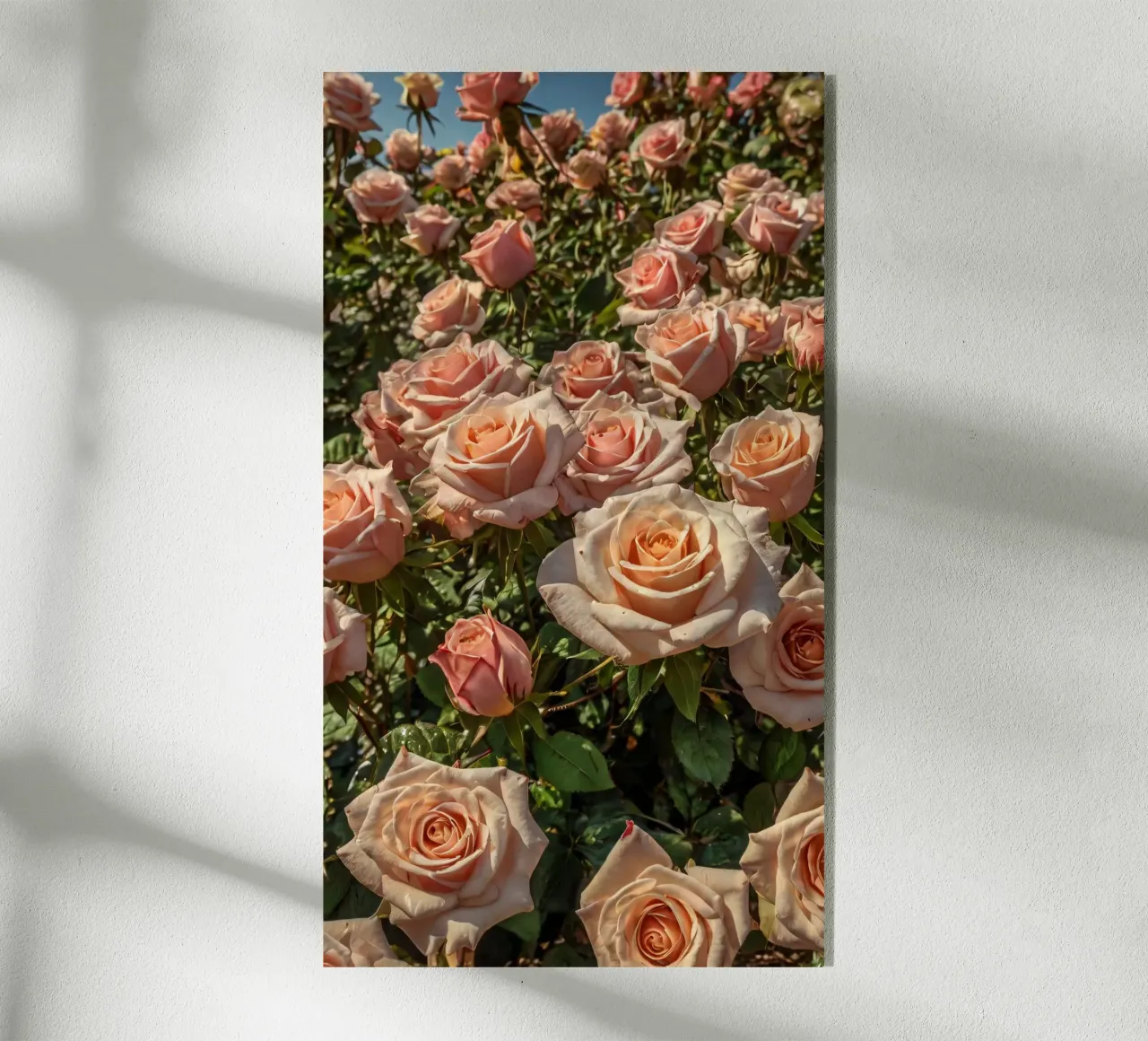 Schöne blühende Pfirsichrosen in einem lebendigen Garten Acryl-Glas von DesignDoodle