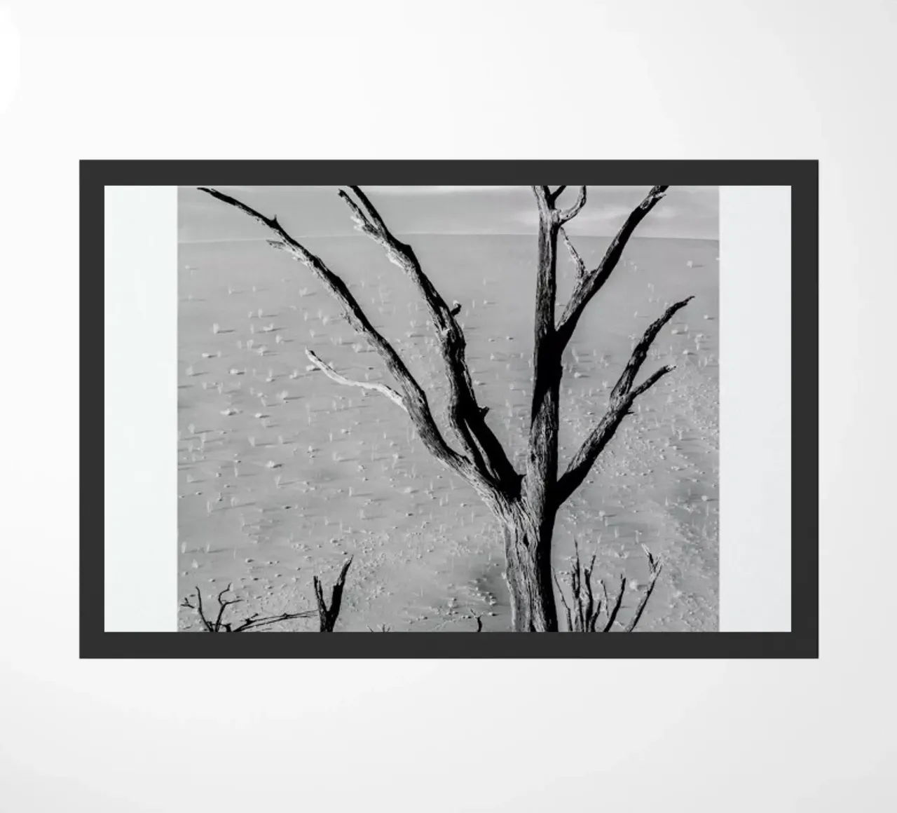 Deadvlei Trees zerbino da METROPOLIS