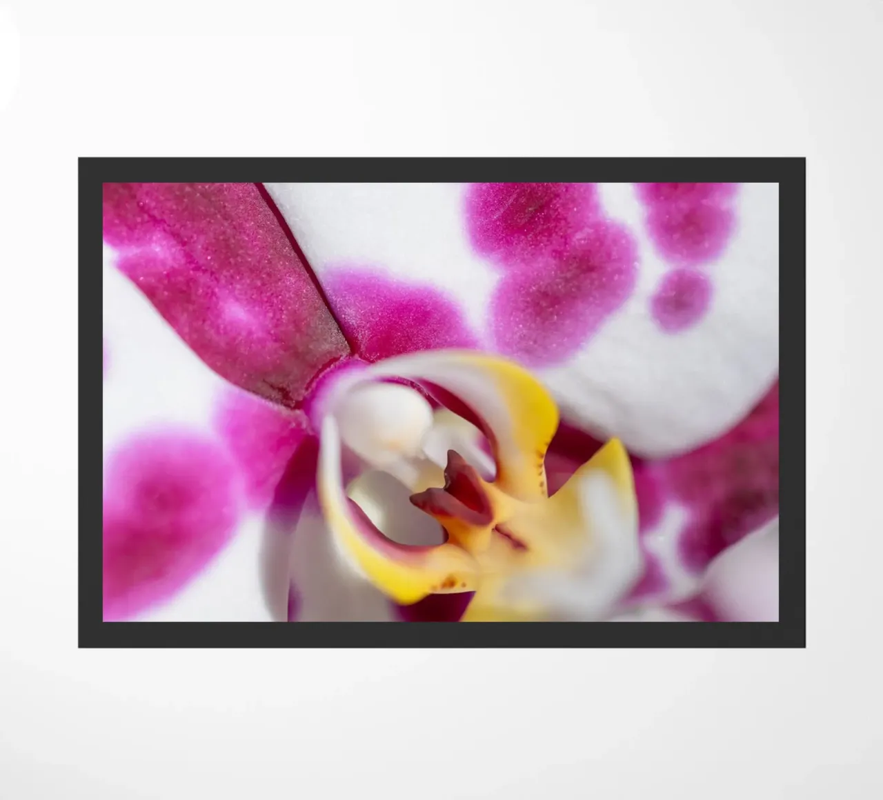 Orchidea #3 zerbino da rafael campezato