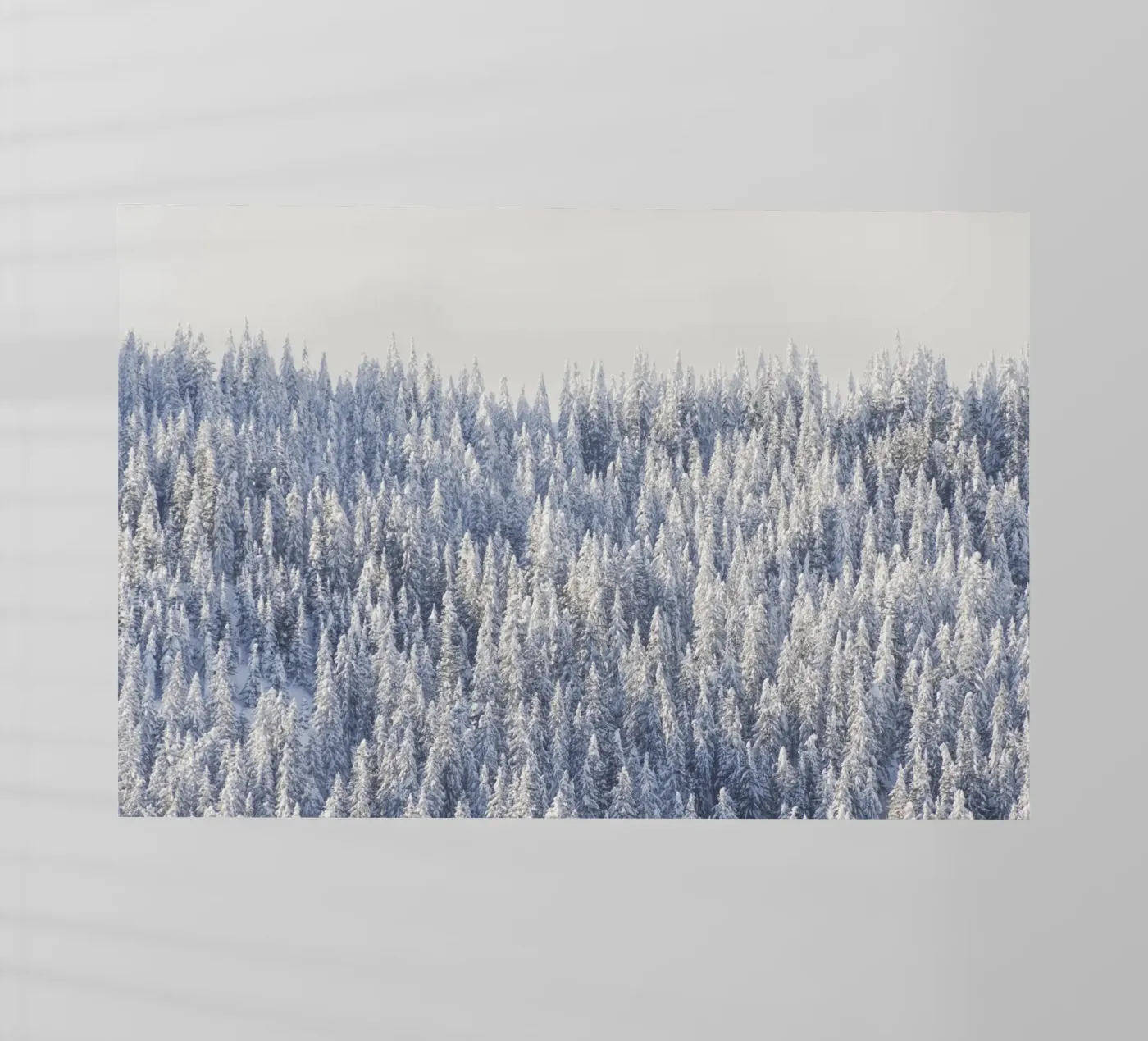 Winter Forest backlit folie van Nur Mut
