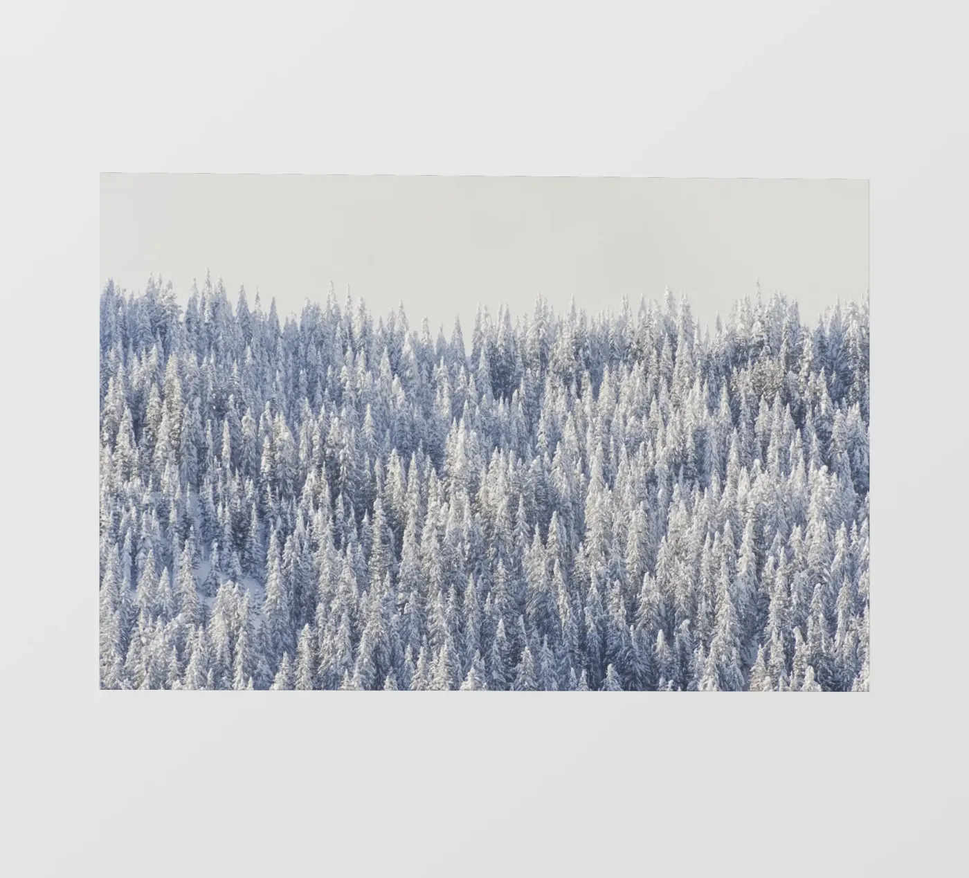 Winter Forest backlit folie van Nur Mut