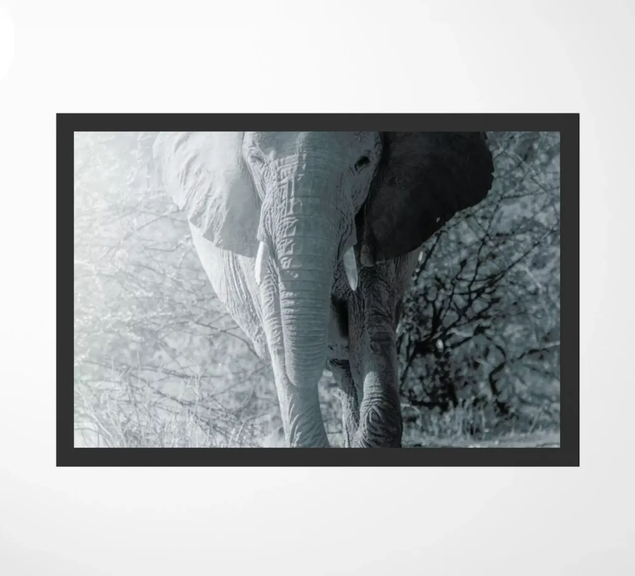 Elephant Walk zerbino da Airpixels