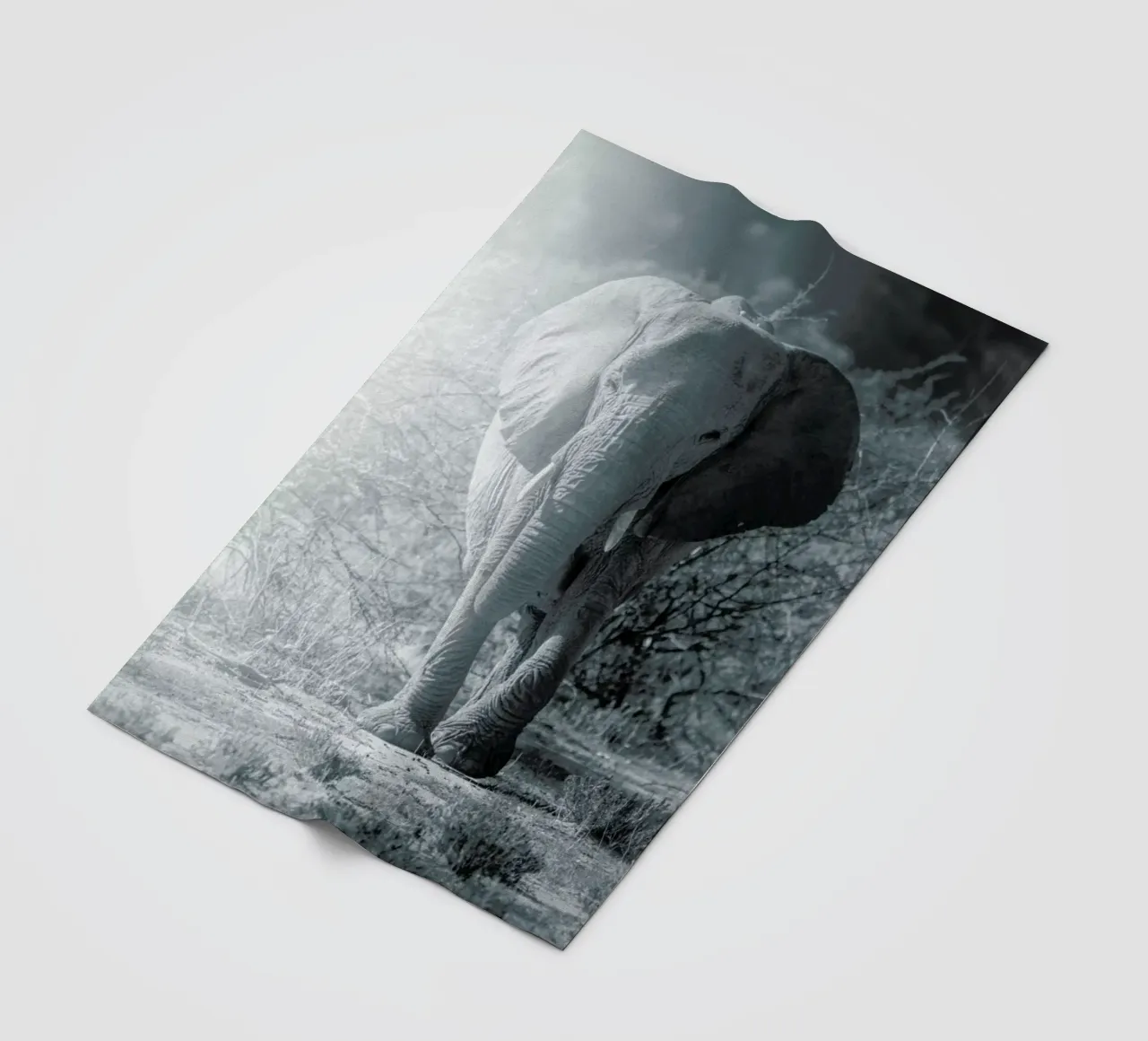 Elephant Walk coperta in pile da Airpixels