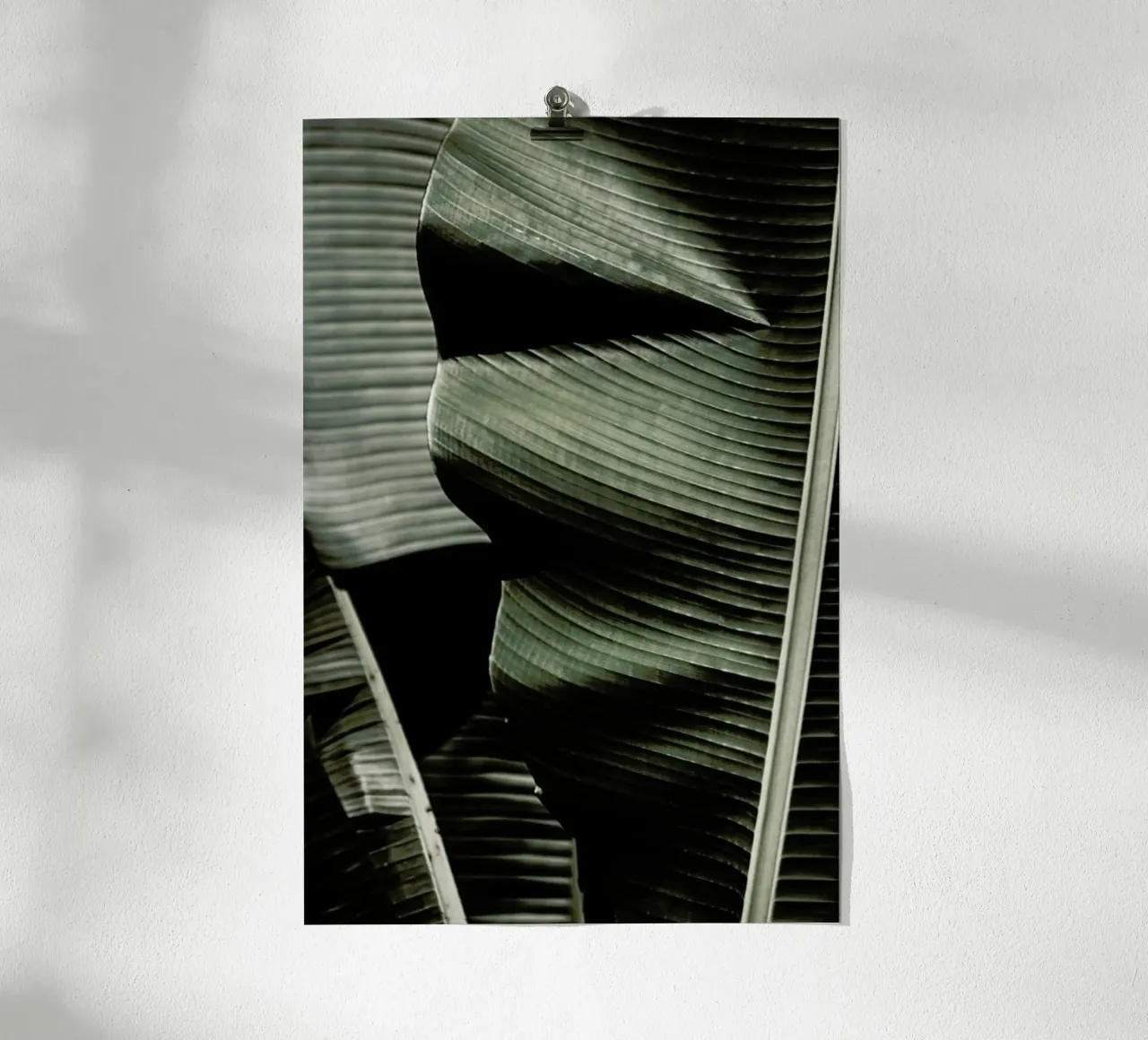 Banana Leaf Green poster con telaio in alluminio da Monika Strigel