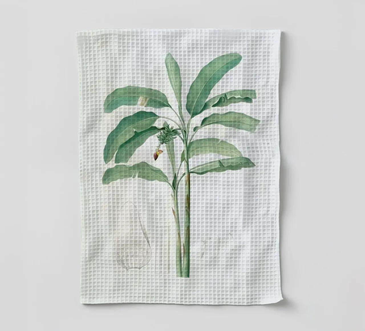 Musa paradisiaca, Cultivated Banana (Plant), -Pierre Joseph torchon de Artokoloro Quint Lox Ltd