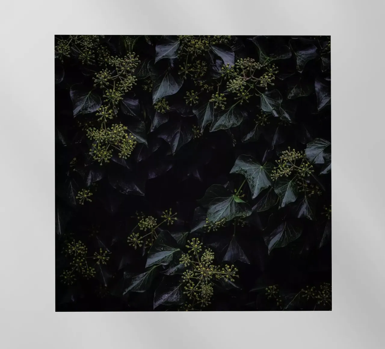Blossoms In The Dark pellicola backlit da Nur Mut