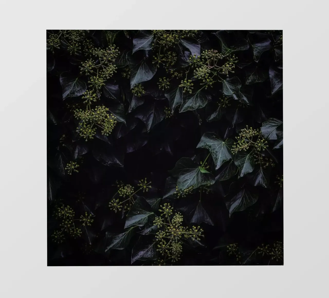 Blossoms In The Dark pellicola backlit da Nur Mut