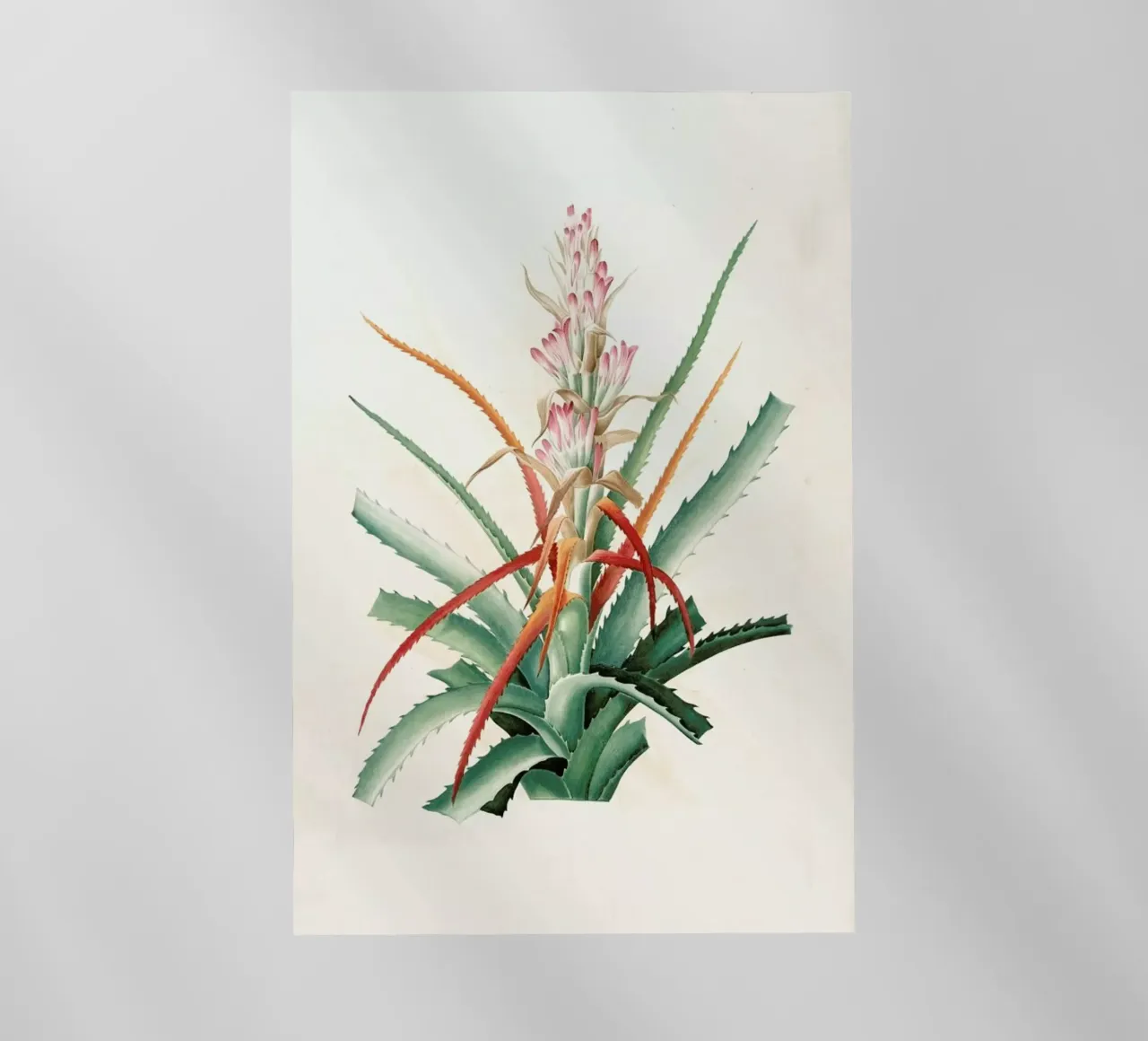 Ananas sauvage, Bromelia Pinguin pellicola backlit da Artokoloro Quint Lox Ltd