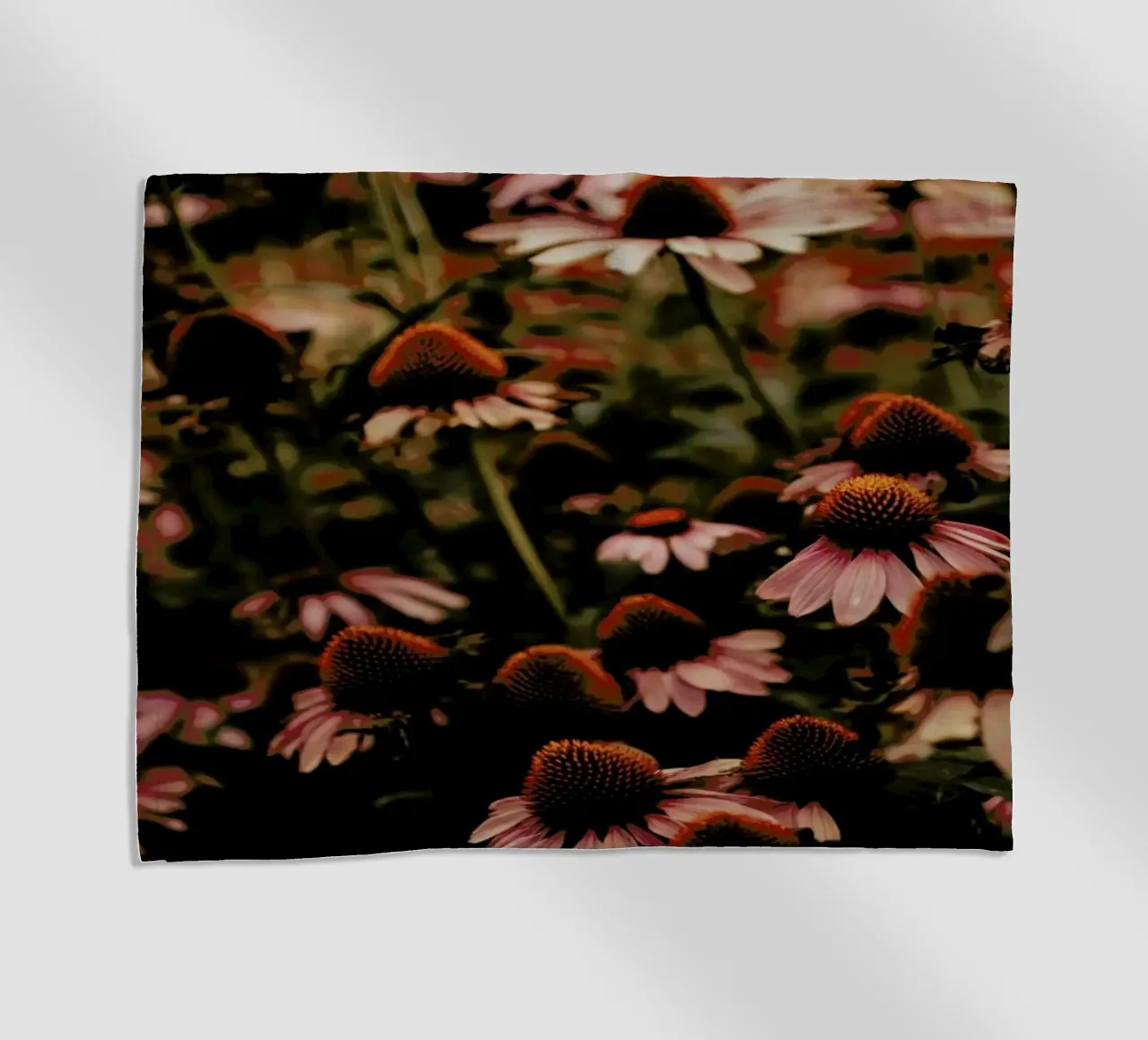 Echinacea telo mare da Ingrid Beddoes