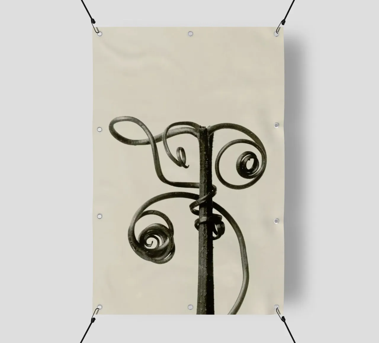 Cucurbita - Karl Blossfeldt telo in pvc da Artokoloro Quint Lox Ltd