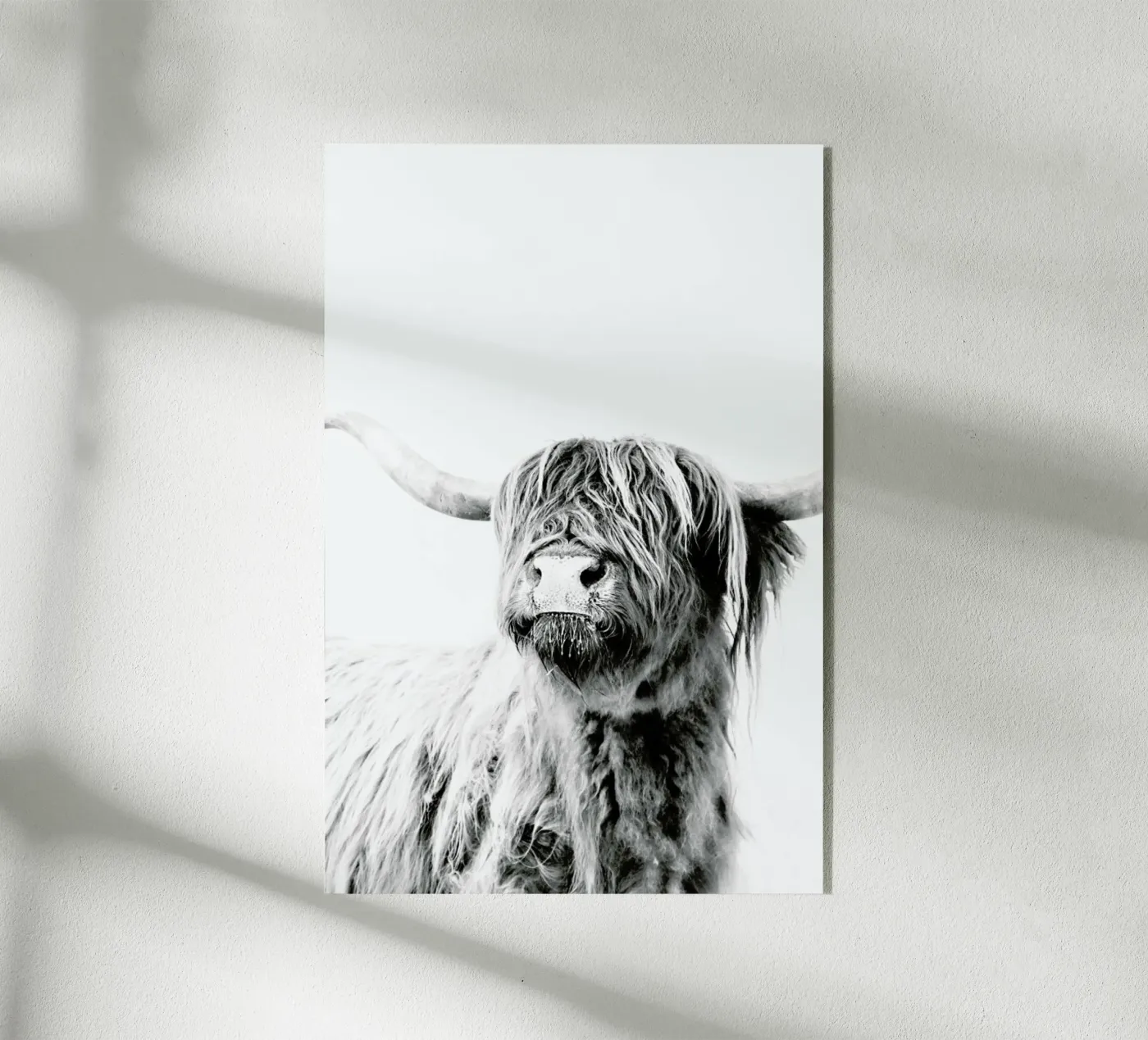 Highland Cattle Frida 2 plexiglass da Monika Strigel