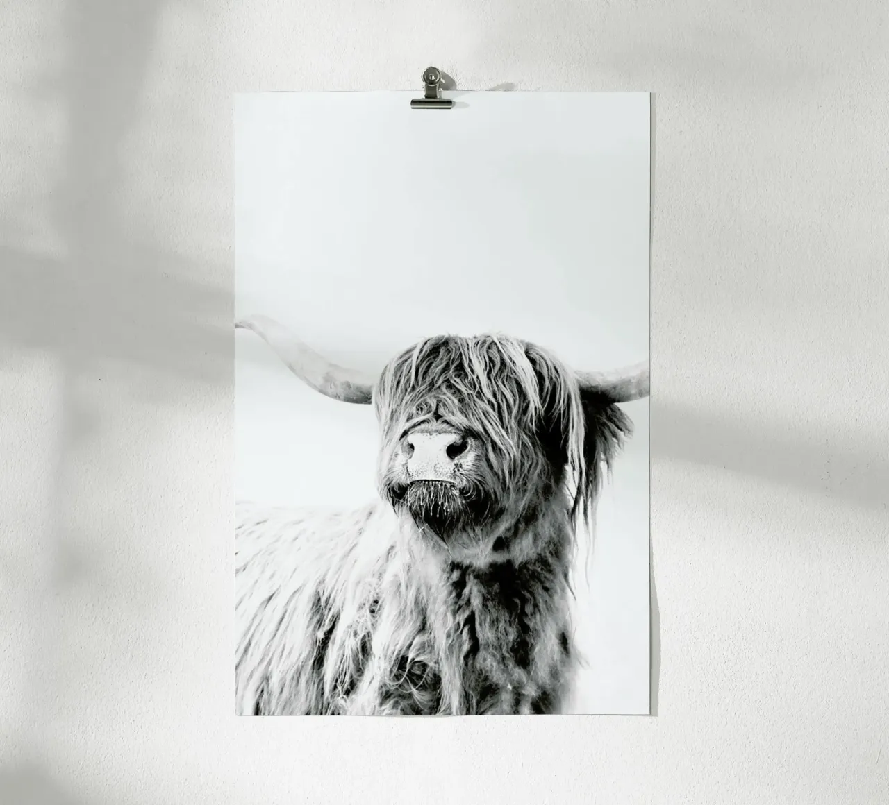 Highland Cattle Frida 2 poster con telaio in plastica da Monika Strigel