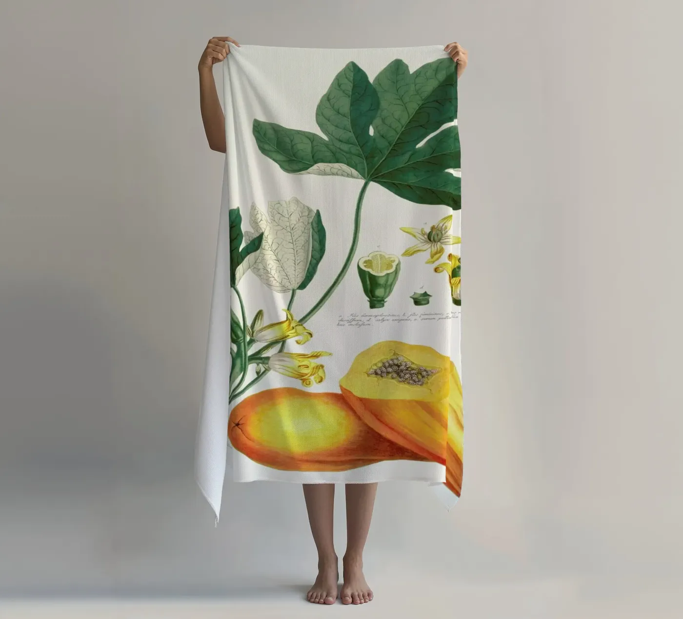 Papaya telo mare da Astër