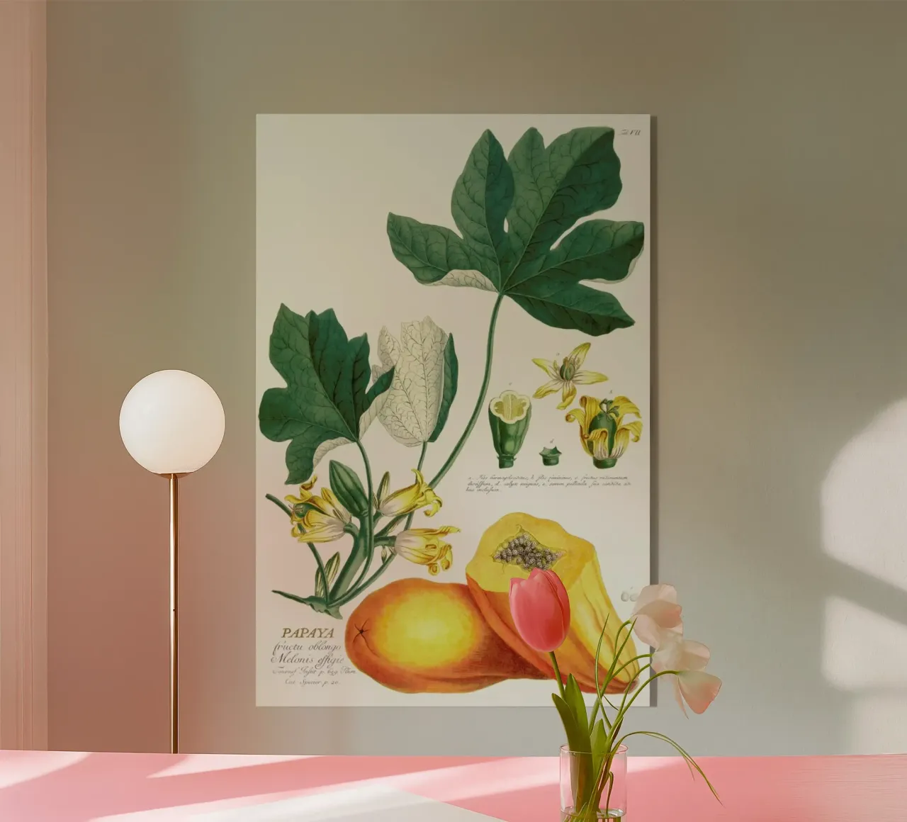 Papaya plexiglass da Astër