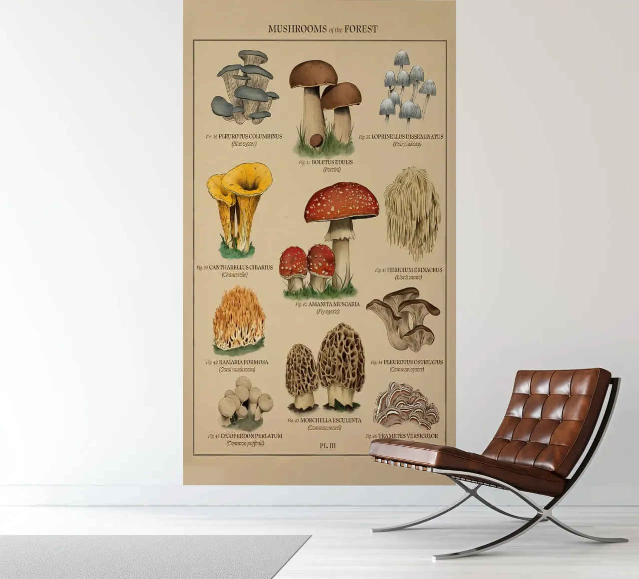 Mushroom of the forest photo wallpaper by diedrich