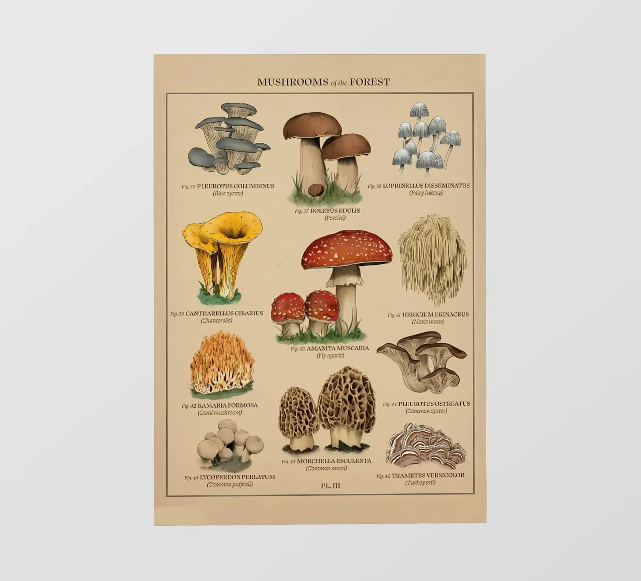 Mushroom of the forest photo wallpaper by diedrich