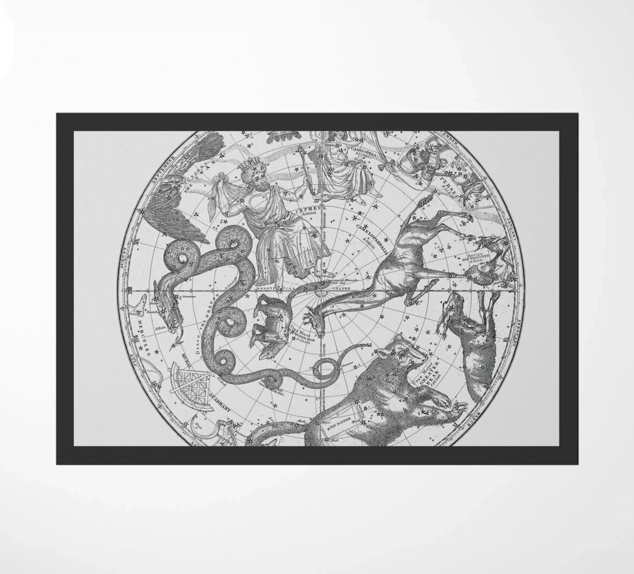 The Constellations zerbino da Astër