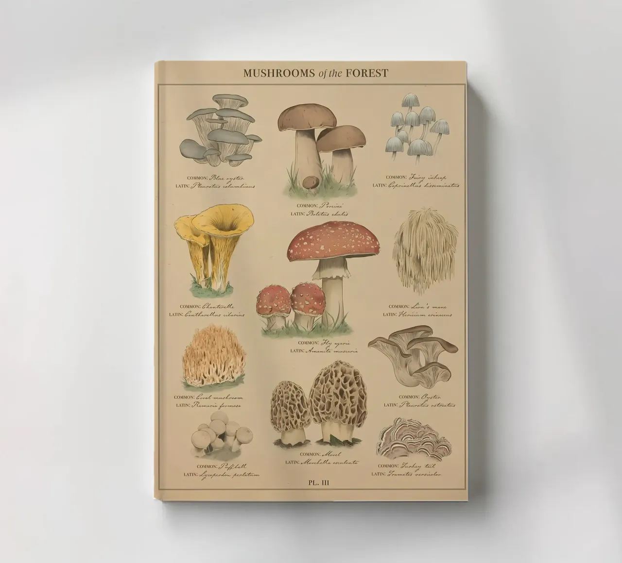 Mushrooms of the forest notebook by diedrich