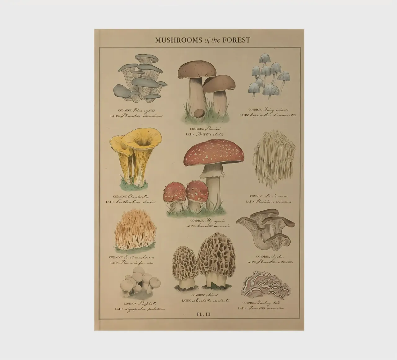Mushrooms of the forest notebook by diedrich