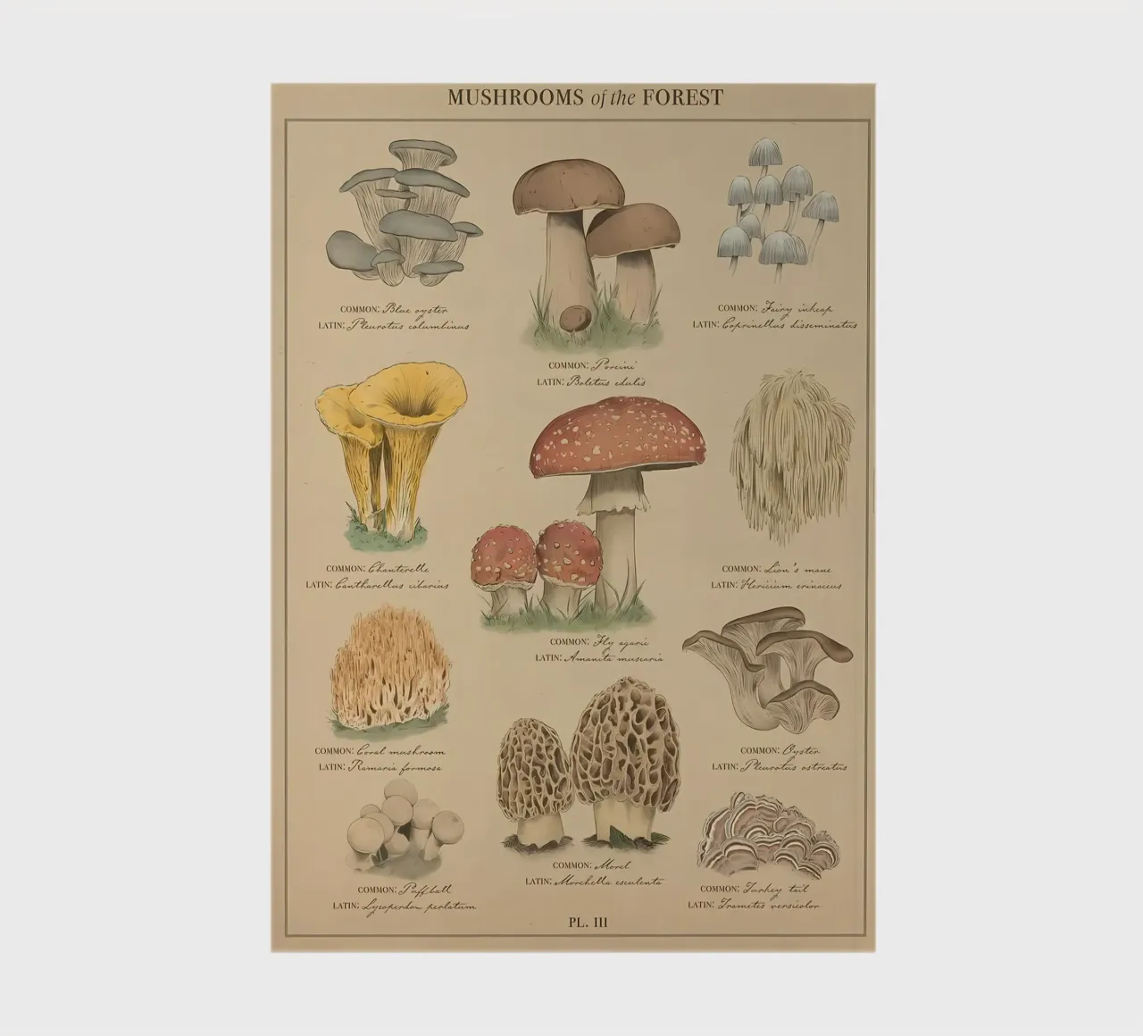 Mushrooms of the forest notebook by diedrich