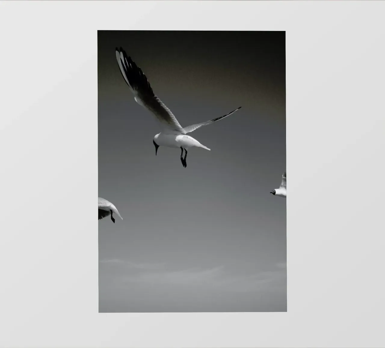 Seagulls V pellicola backlit da Sebastian Hilgetag