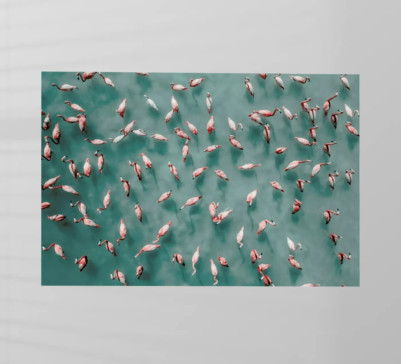 Flamingo pellicola backlit da ROBERTO H