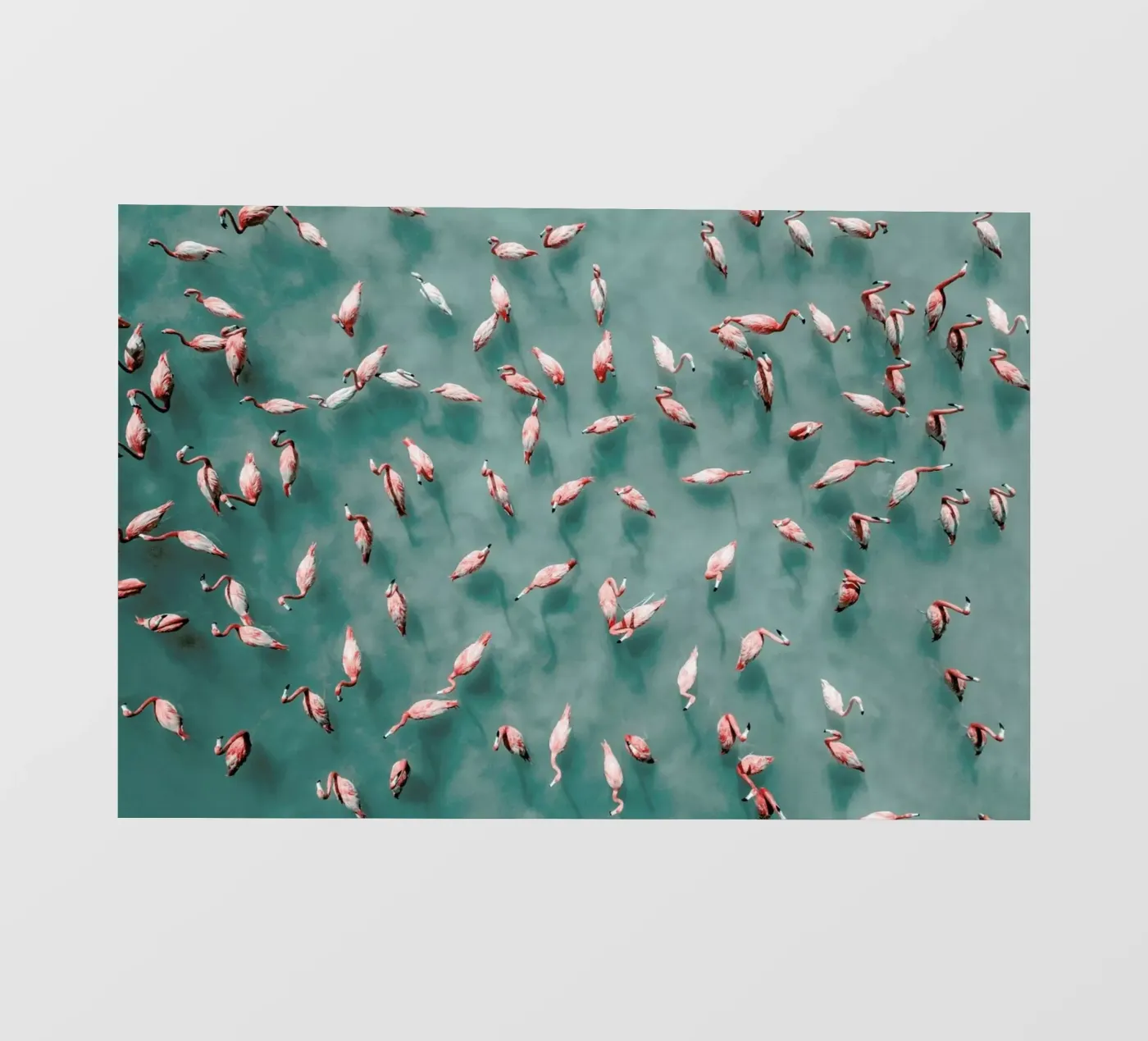 Flamingo pellicola backlit da ROBERTO H