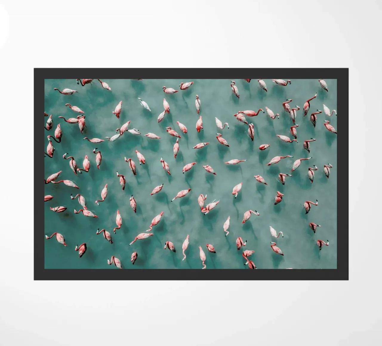 Flamingo zerbino da ROBERTO H