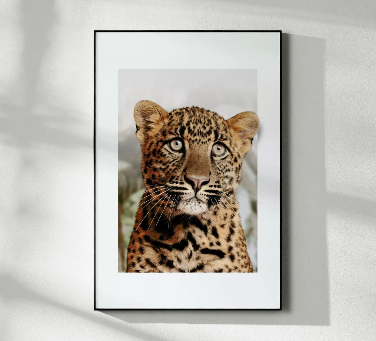LEOPARD CUB plexiglass da JONAS LOOSE KIDS