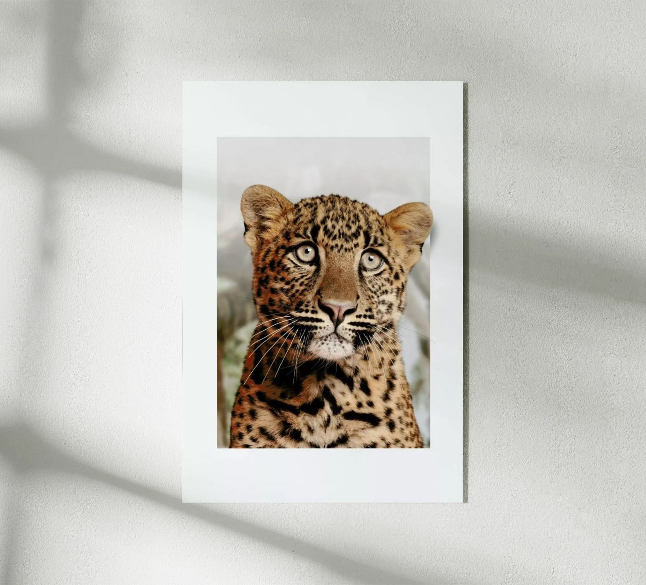 LEOPARD CUB plexiglass da JONAS LOOSE KIDS