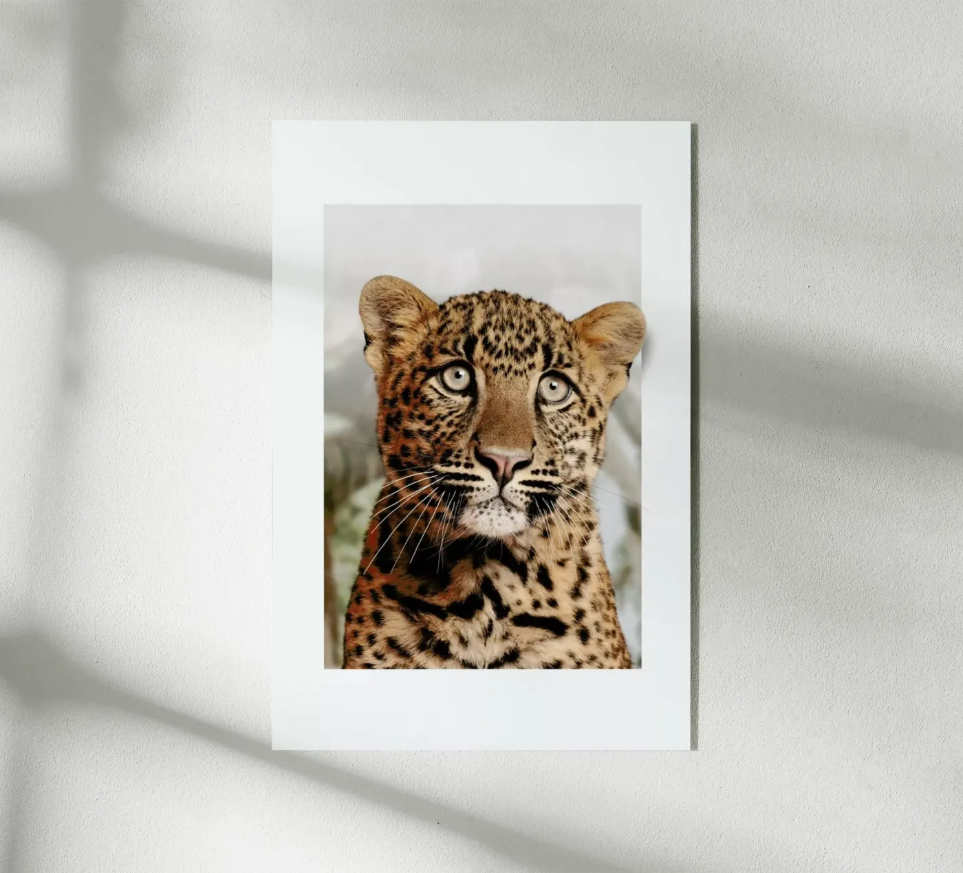 LEOPARD CUB plexiglas de JONAS LOOSE KIDS