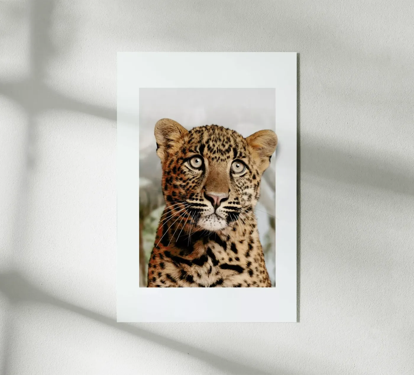LEOPARD CUB plexiglas de JONAS LOOSE KIDS