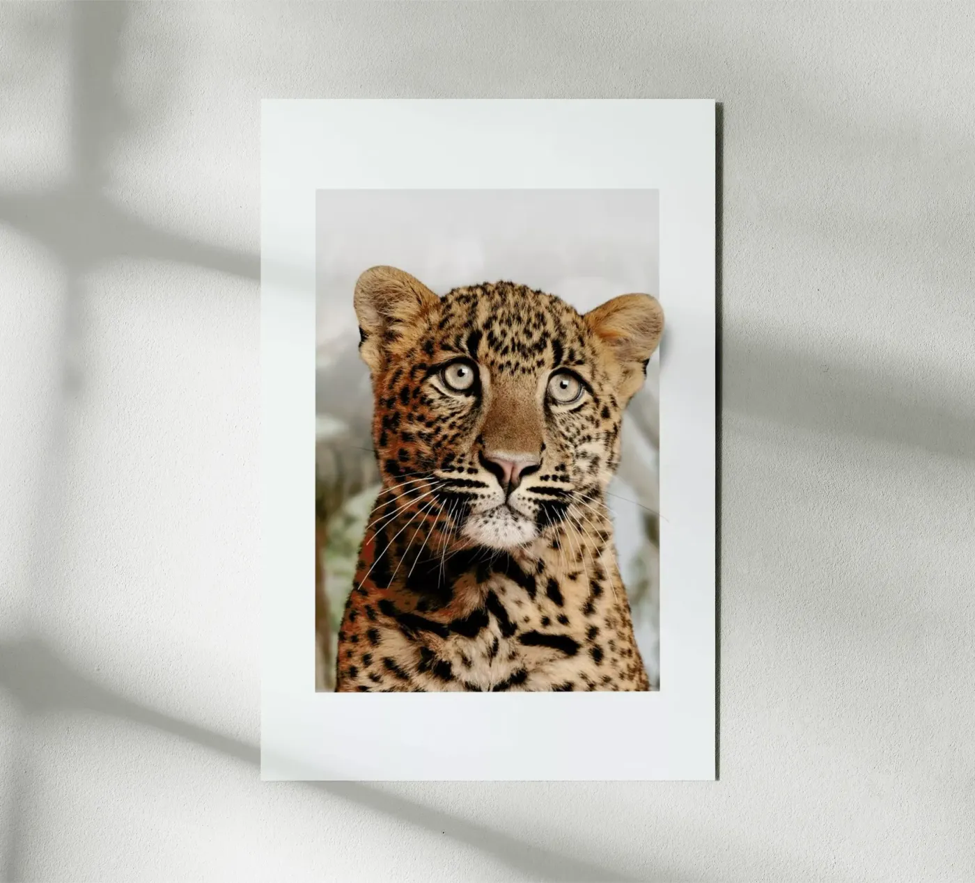 LEOPARD CUB forex-plaat van JONAS LOOSE KIDS