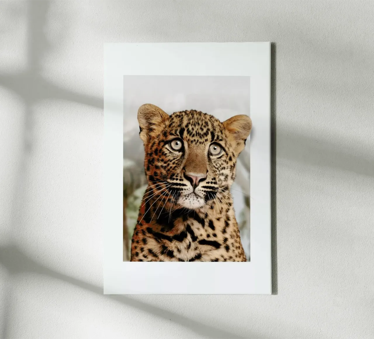 LEOPARD CUB canvas by JONAS LOOSE KIDS