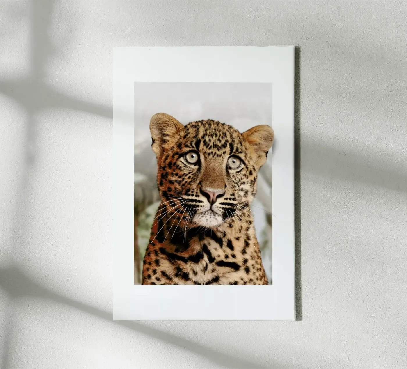 LEOPARD CUB canvas van JONAS LOOSE KIDS