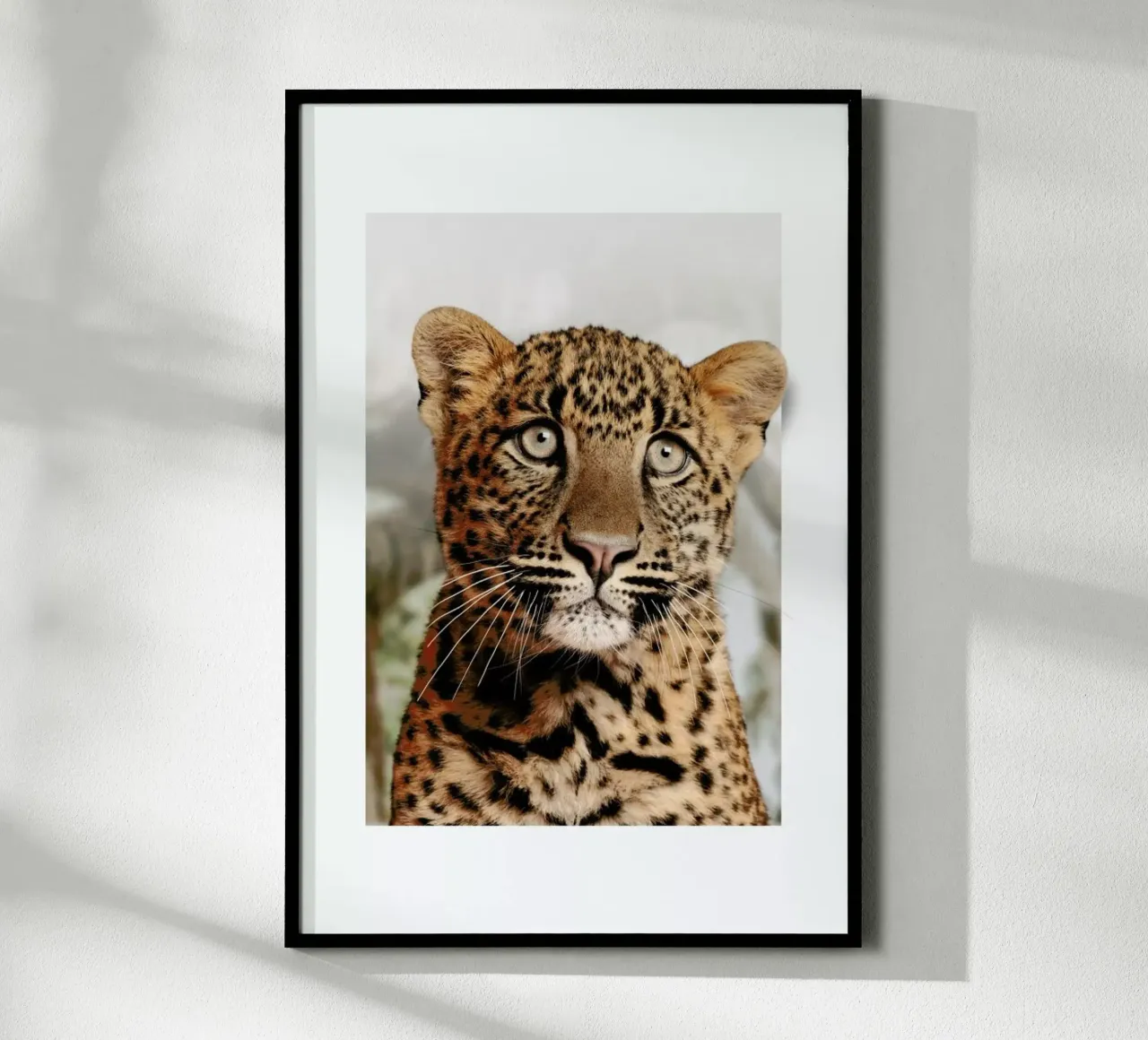 LEOPARD CUB poster da JONAS LOOSE KIDS