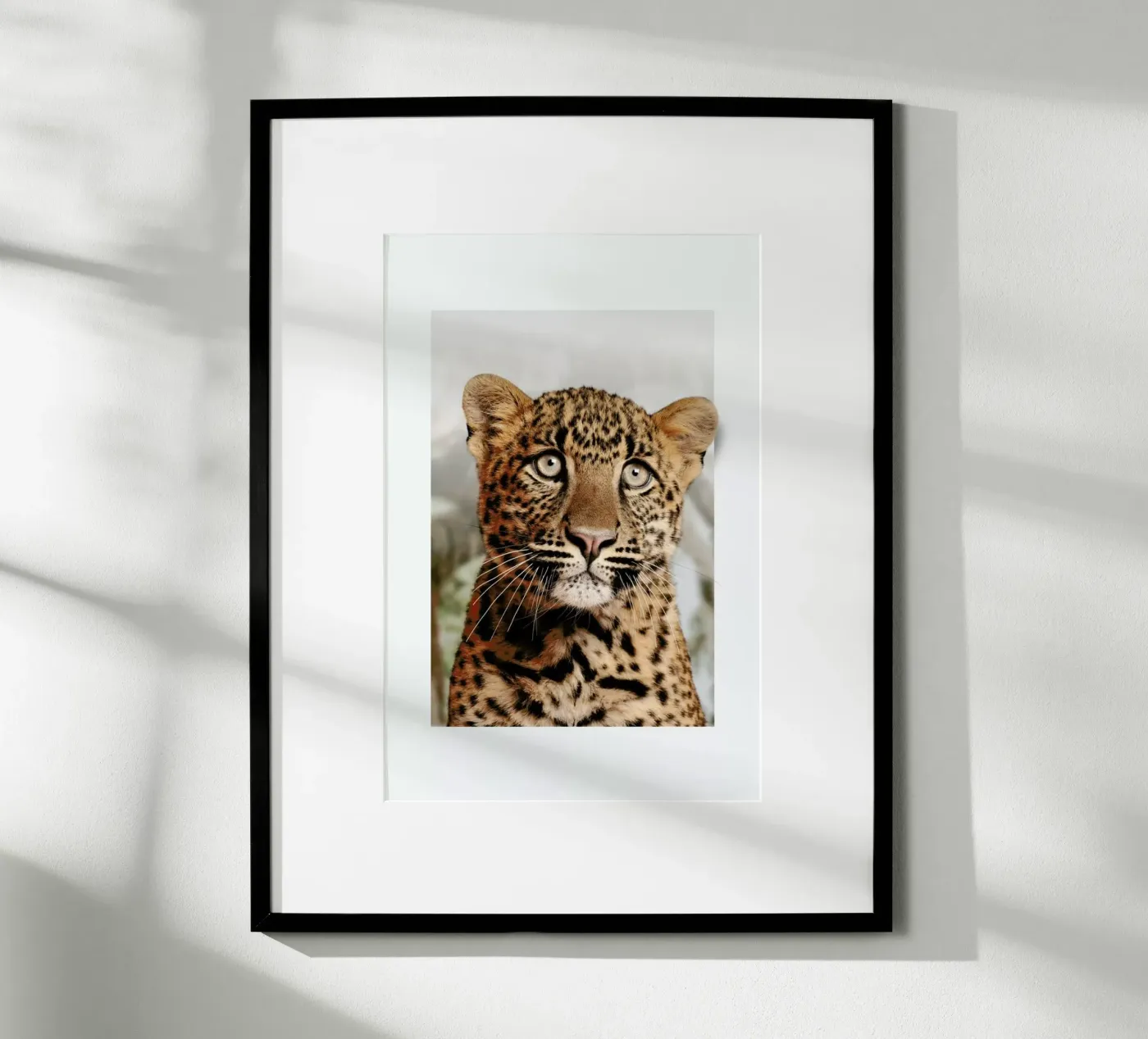 LEOPARD CUB poster de JONAS LOOSE KIDS