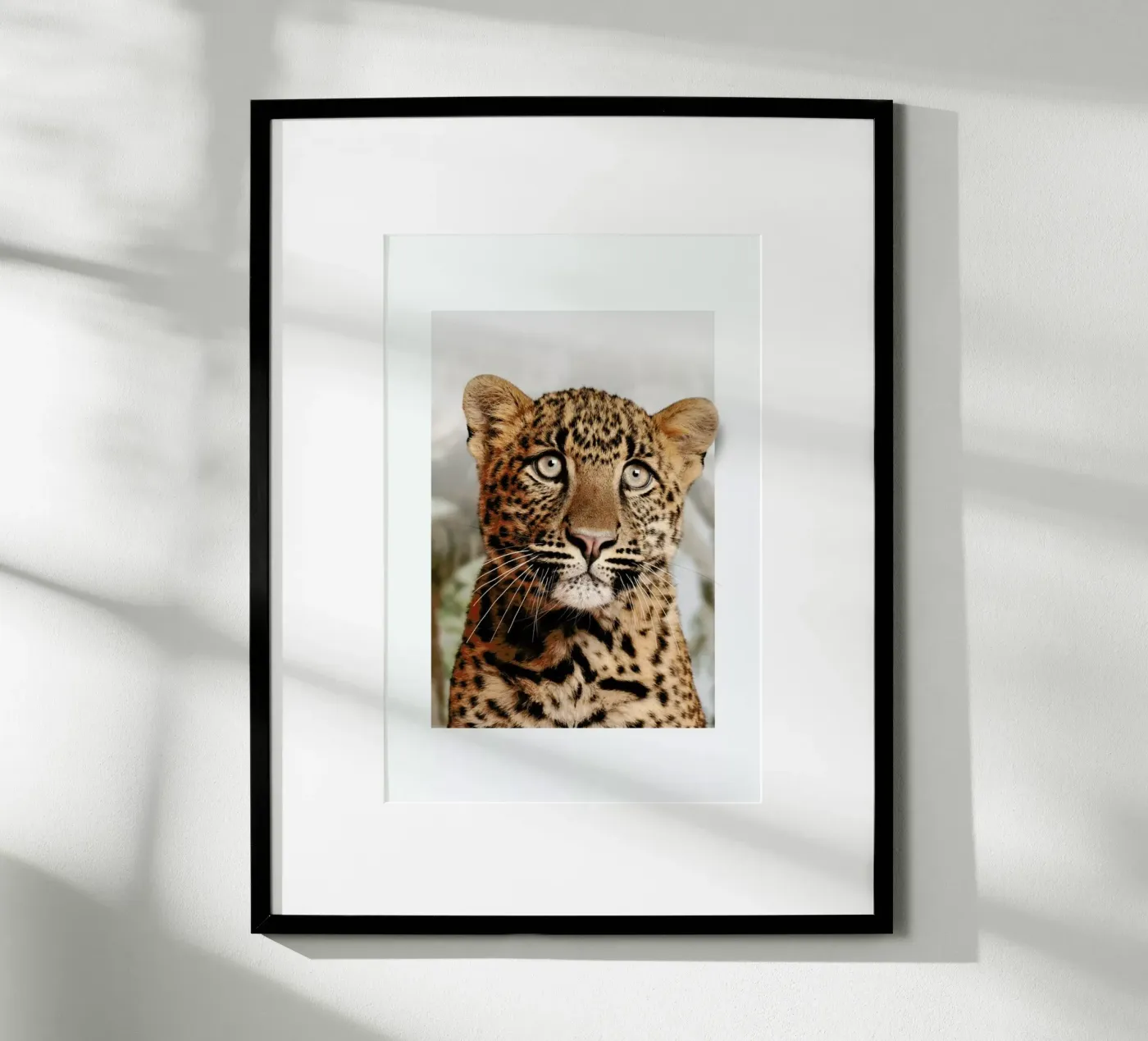 LEOPARD CUB Poster von JONAS LOOSE KIDS