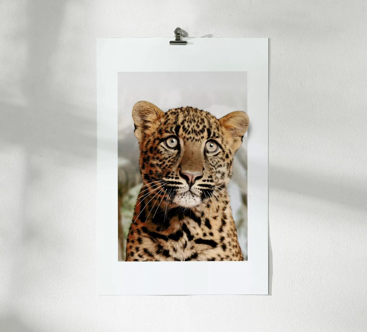 LEOPARD CUB Poster von JONAS LOOSE KIDS