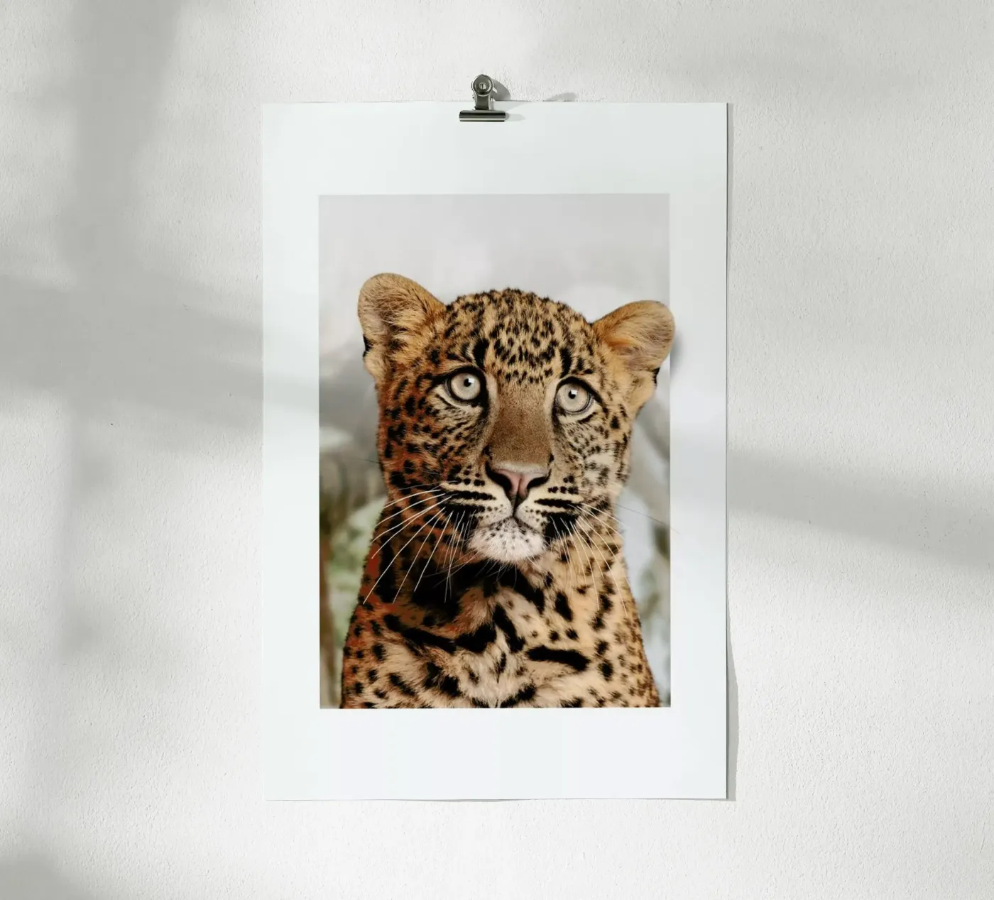 LEOPARD CUB poster de JONAS LOOSE KIDS
