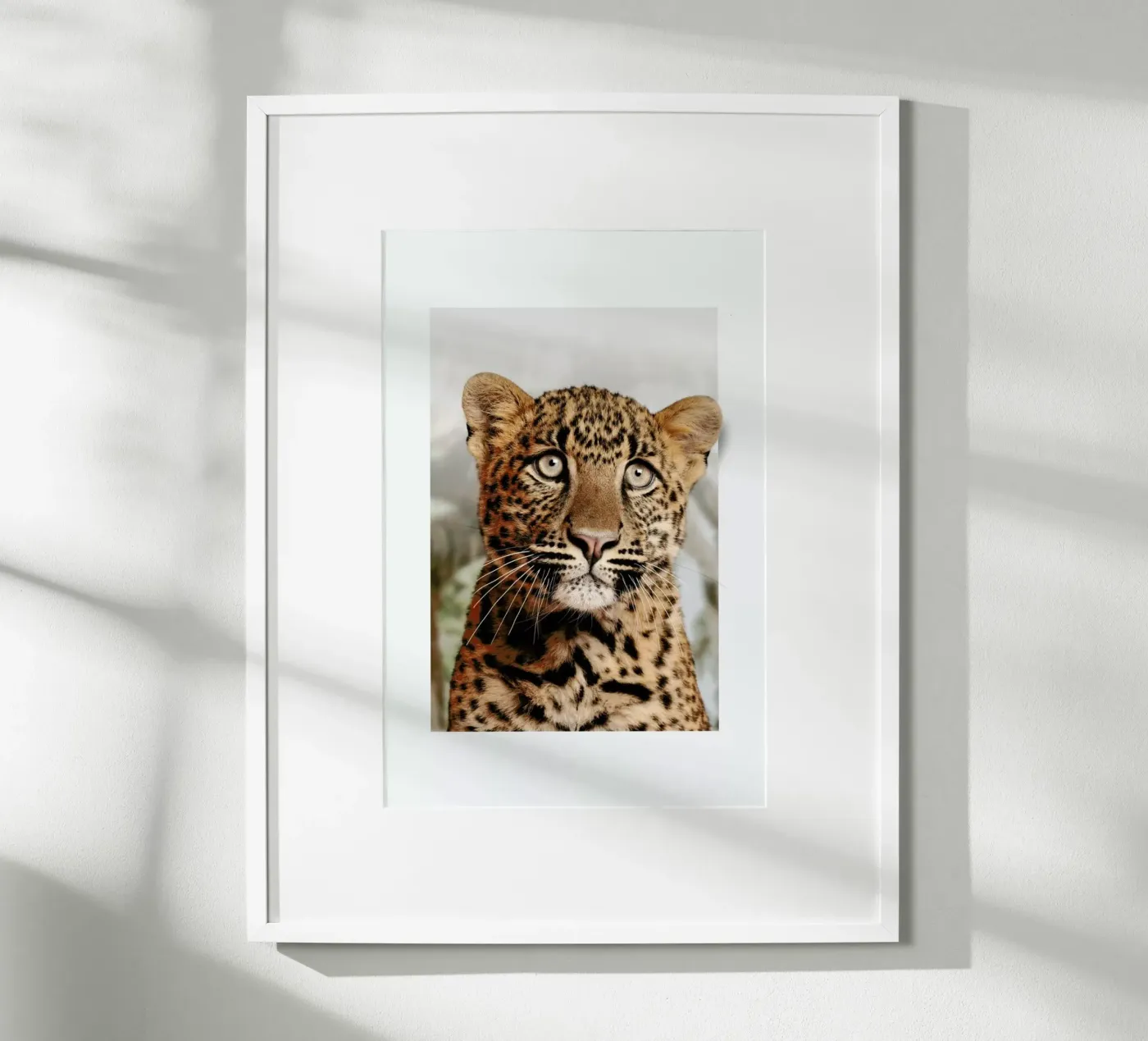 LEOPARD CUB Poster von JONAS LOOSE KIDS